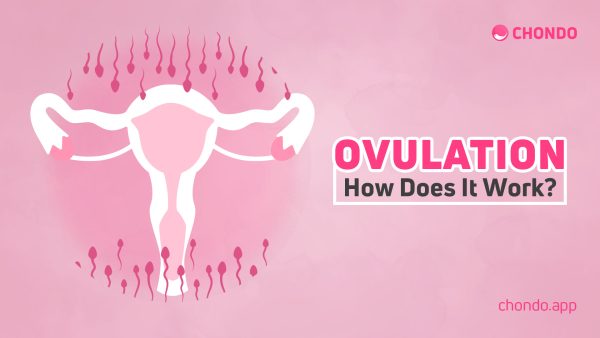 Ovulation- What is it? How does it work – Chondo