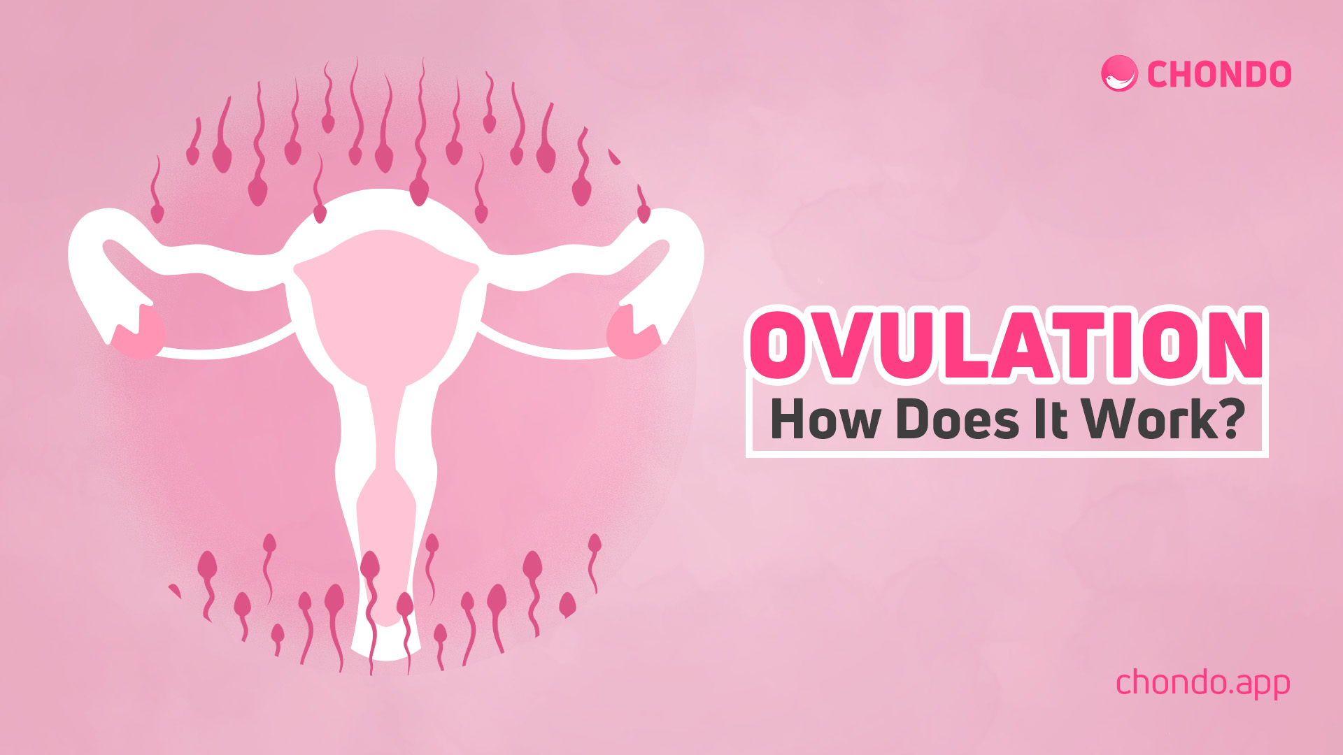 ovulation-what-is-it-how-does-it-work-chondo